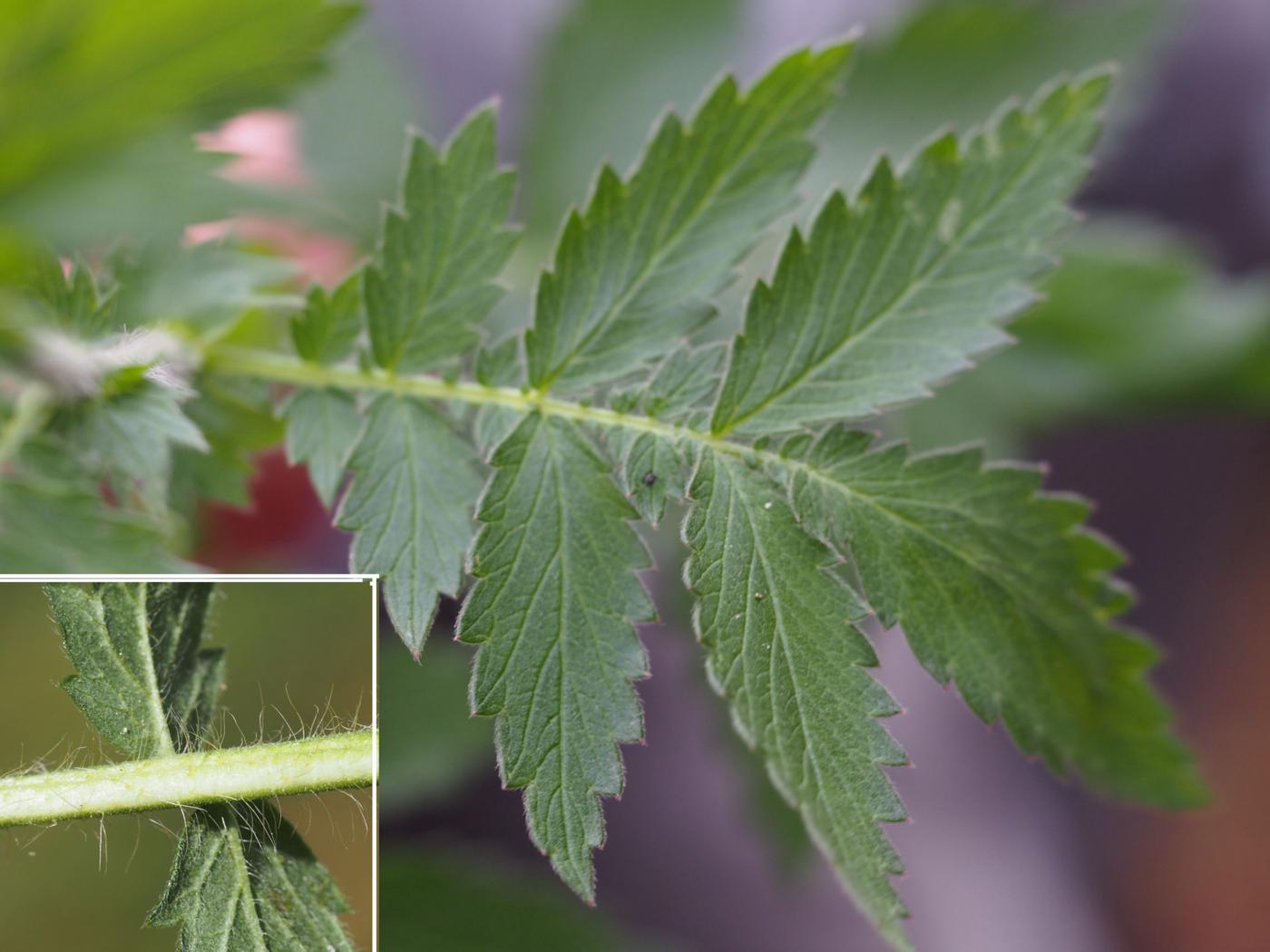 Agrimony, Fragrant leaf